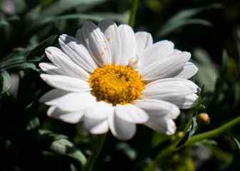 Obraz premium Daisy Marguerite