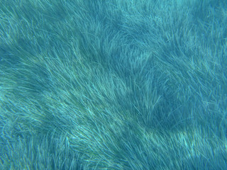 UNDERWATER view of turquoise clear water and seaweed scattered off the seabed of the Antisamos bay, Kefalonia island, Ionian Sea, Greece.