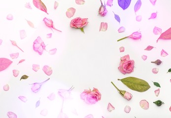 Pink rose flowers on white wooden background