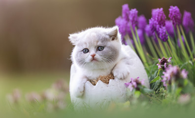 BKH Katzenkind sitzt in einem Ei