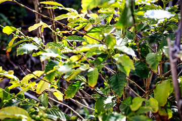 Coffee grains on green plant 