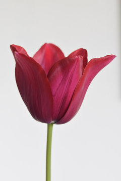 Macro image of a red tulip