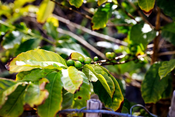 Coffee grains on green plant 