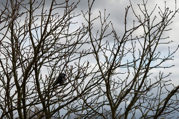 Crow on tree branches, on gray background