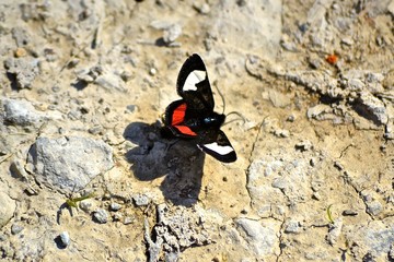 Small Butterfly