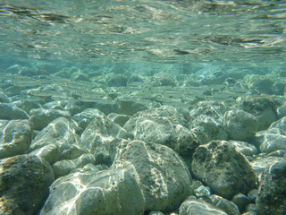 UNDERWATER view a small fish flock in the turquoise clear water and white pebbles scattered off the seabed of the Antisamos bay, Kefalonia island, Ionian Sea, Greece.
