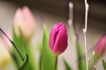 An Image of a tulip