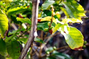 Coffee grains on green plant 