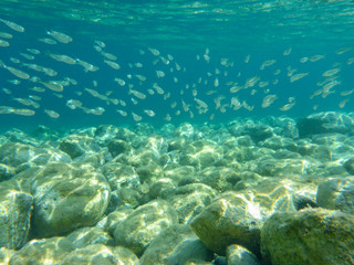 UNDERWATER view a small fish flock in the turquoise clear water and white pebbles scattered off the seabed of the Antisamos bay, Kefalonia island, Ionian Sea, Greece.