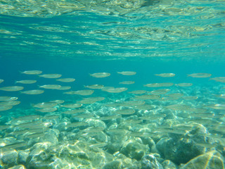 Fototapeta na wymiar UNDERWATER view a small fish flock in the turquoise clear water and white pebbles scattered off the seabed of the Antisamos bay, Kefalonia island, Ionian Sea, Greece.