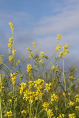 Wild Mustard Flower