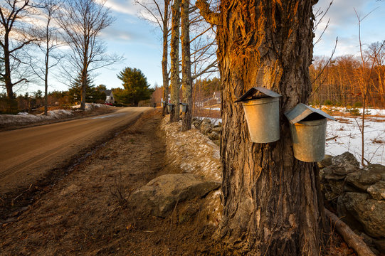 A New England Spring scene with a tree lined dirty road with rock walls and metal sap buckets on the trees.
