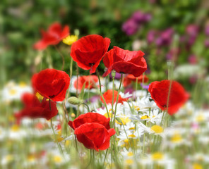 Obraz premium Poppy.