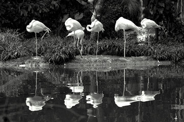 Black and white photography of a group of six flamingos standing near a pond.