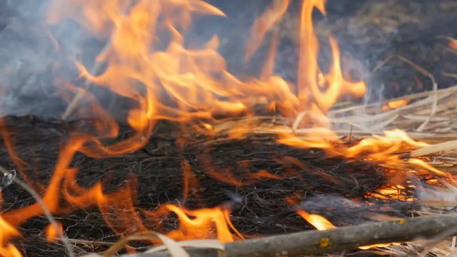 Burning grass and branches close up view. Dangerous wild fire in nature