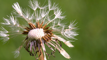 Macro photography of a dandelion seed head with lots of dew over it.