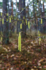 Yellow hazel catkins hangin on a tree branch in early spring.