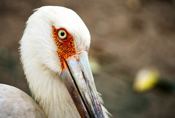 Close-up of the white head of a maguari stork and its mesmerizing eye.