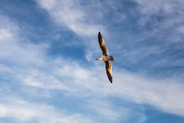 A seagull flying in a cloudy sky