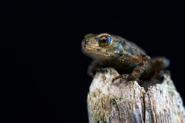 Frog on a black isolated background.