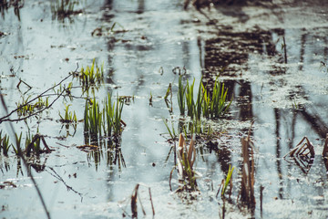 Forest with swamp in the spring