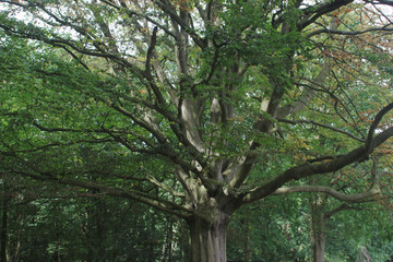 Tree in forest	