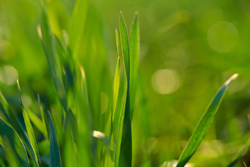 Young sprouts are on the field. Green grass closeup.