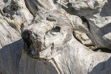 driftwood shaped like dog head 