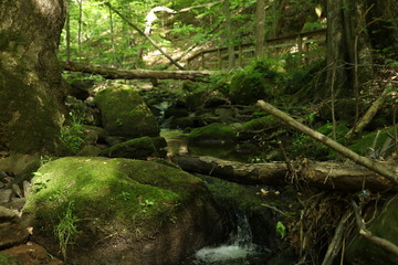 Fototapeta na wymiar Green Woods Park