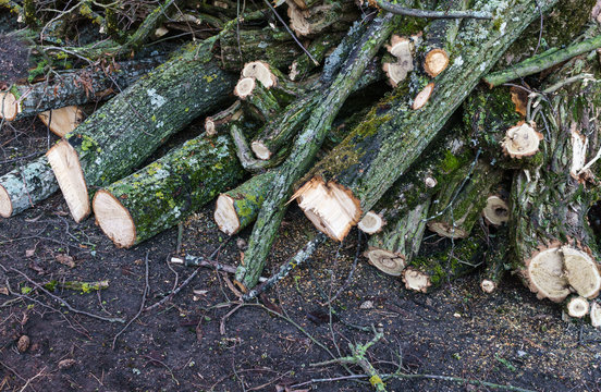 Cut in spring, logs of trees for firewood.