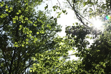 Green Woods Park