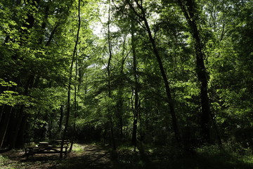 Green Woods Park