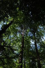 Fototapeta premium Green Woods Park