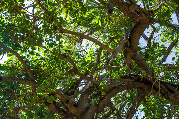 branches of a tree crown against the sky