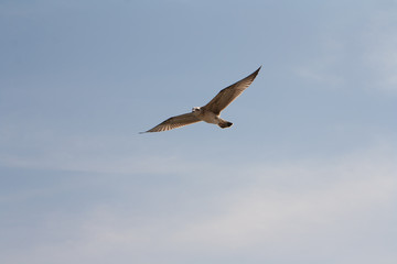 Fototapeta na wymiar Hering gull flying against blue sky.