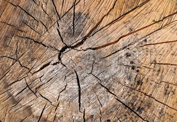 texture of old sawn natural wood in the forest