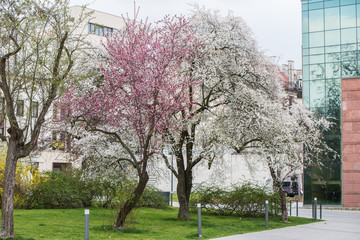 Wiosna w mieście wiosna w opolu kwitnące drzewa