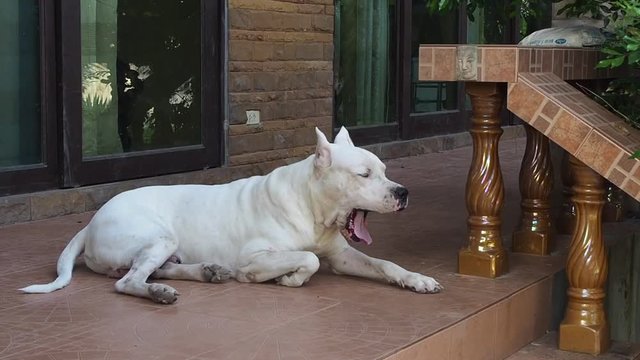 White Dogo Argentino resting on the porch, yawning