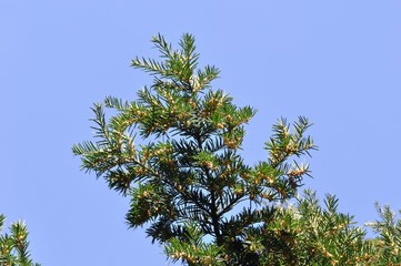 evergreen berry yew