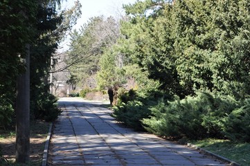 shady alley in the park