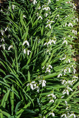 Snowdrops in the forest in the early spring. Wild flowers on the meadow.