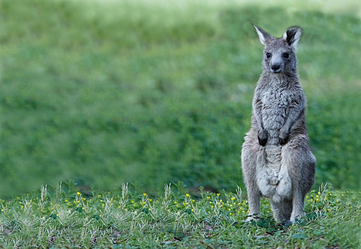 kangaroo on he grass