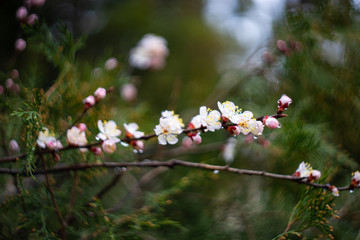 Cherry tree blossom