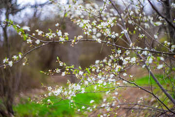 Cherry tree blossom