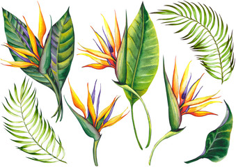 Fototapeta na wymiar Set of exotic strelitzia flowers, bird of paradise. Watercolor on white background. Isolated elements for design.
