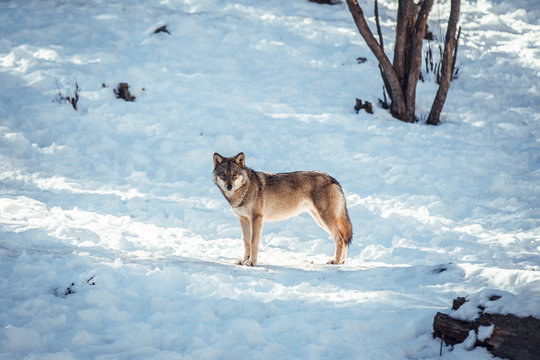Wild wolf in winter forest near rock hill in sunny day in Les Angles, Pyrenees, France