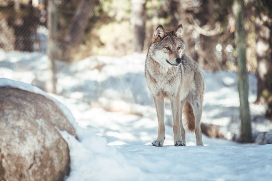 Wild wolf in winter forest near rock hill in sunny day in Les Angles, Pyrenees, France