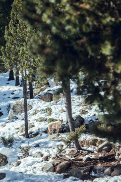 Wild wolf in winter forest near rock hill in sunny day in Les Angles, Pyrenees, France