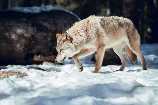 Wild wolf in winter forest near rock hill in sunny day in Les Angles, Pyrenees, France