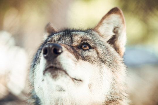 Wild wolf in winter forest near rock hill in sunny day in Les Angles, Pyrenees, France